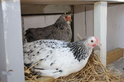 To af de nye høns